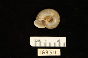Media type: image;   Malacology 169311
